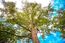 Best Palm Tree Trimming  in Clute, TX