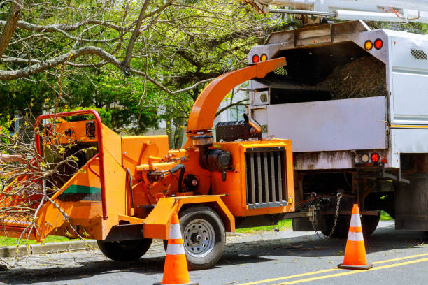 Best Tree Removal  in Clute, TX