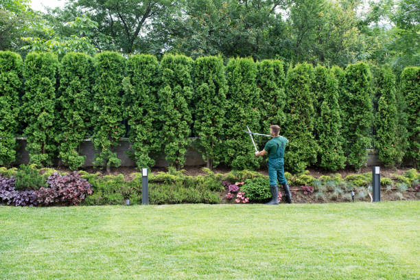 Best Lawn Watering Services  in Clute, TX