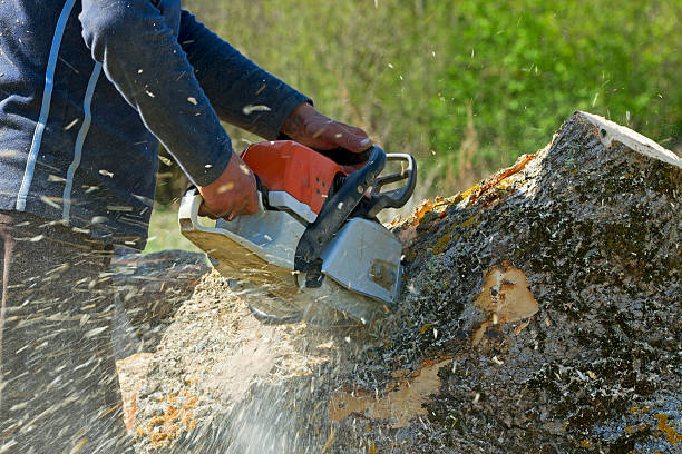 Best Fruit Tree Pruning  in Clute, TX