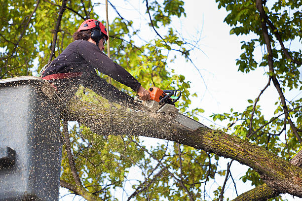 Best Root Management and Removal  in Clute, TX