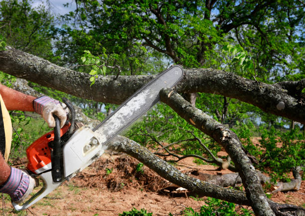 Best Lot and Land Clearing  in Clute, TX